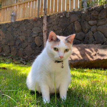 Manoa Valley Veterinary Clinic - Veterinarians Near Me - Urban Honolulu, Hawaii Manoa Valley Veterinary Clinic - Veterinarians Near Me - Urban Honolulu, Hawaii