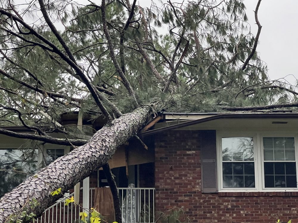 Augusta Southern Tree Removal - tree service in Blythe, GA