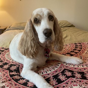 New Image Pet Grooming - Freshly groomed by Cat! - Pet Groomers Near Me New Image Pet Grooming - Freshly groomed by Cat! - Pet Groomers Near Me
