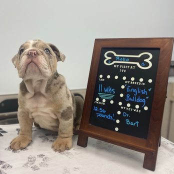Independence Veterinary Clinic - Puppy check-up - Veterinarians Near Me - Charlotte, North Carolina Independence Veterinary Clinic - Puppy check-up - Veterinarians Near Me - Charlotte, North Carolina