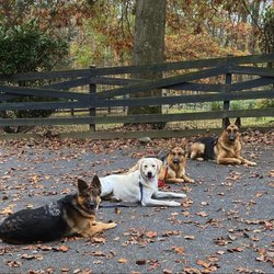 410K9 Dog Training