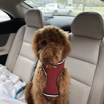 The Groom Gallery by Dawn - Ernie - Pet Groomers Near Me - Holiday, Florida The Groom Gallery by Dawn - Ernie - Pet Groomers Near Me - Holiday, Florida