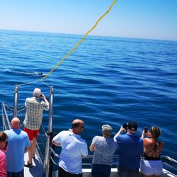 Costasol Cruceros - Dolphin