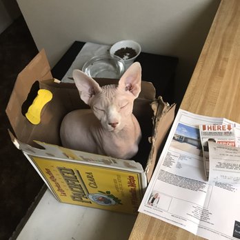 Dare2b-Bare Sphynx - Devlin loving his box. - Pet Adoption Near Me - San Diego, California Dare2b-Bare Sphynx - Devlin loving his box. - Pet Adoption Near Me - San Diego, California