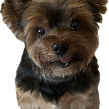 Bella Banana Pet Spa - Zaiden - Pet Groomers Near Me - Torrance, California