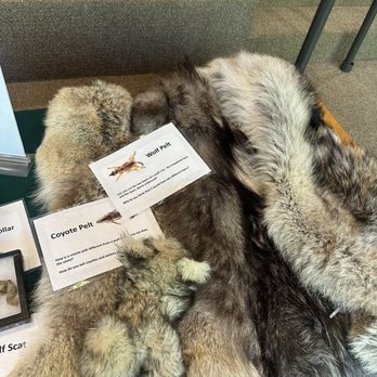 International Wolf Center - Pelts - Zoos Near Me - Ely, Minnesota International Wolf Center - Pelts - Zoos Near Me - Ely, Minnesota