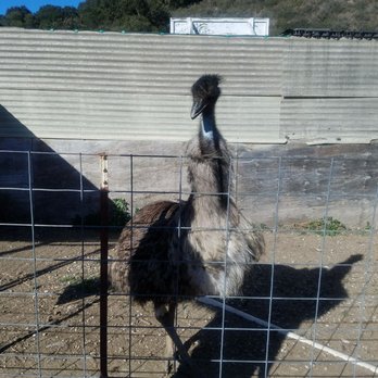 Hacienda Hay & Feed - Emu - Livestock Feed & Supply Near Me - Carmel, California
