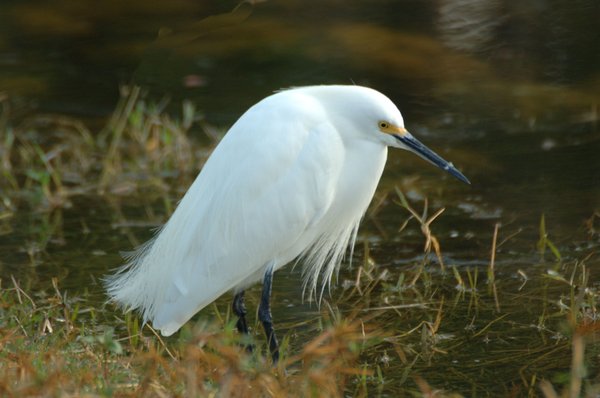 Ivey House Everglades Adventures Hotel by null
