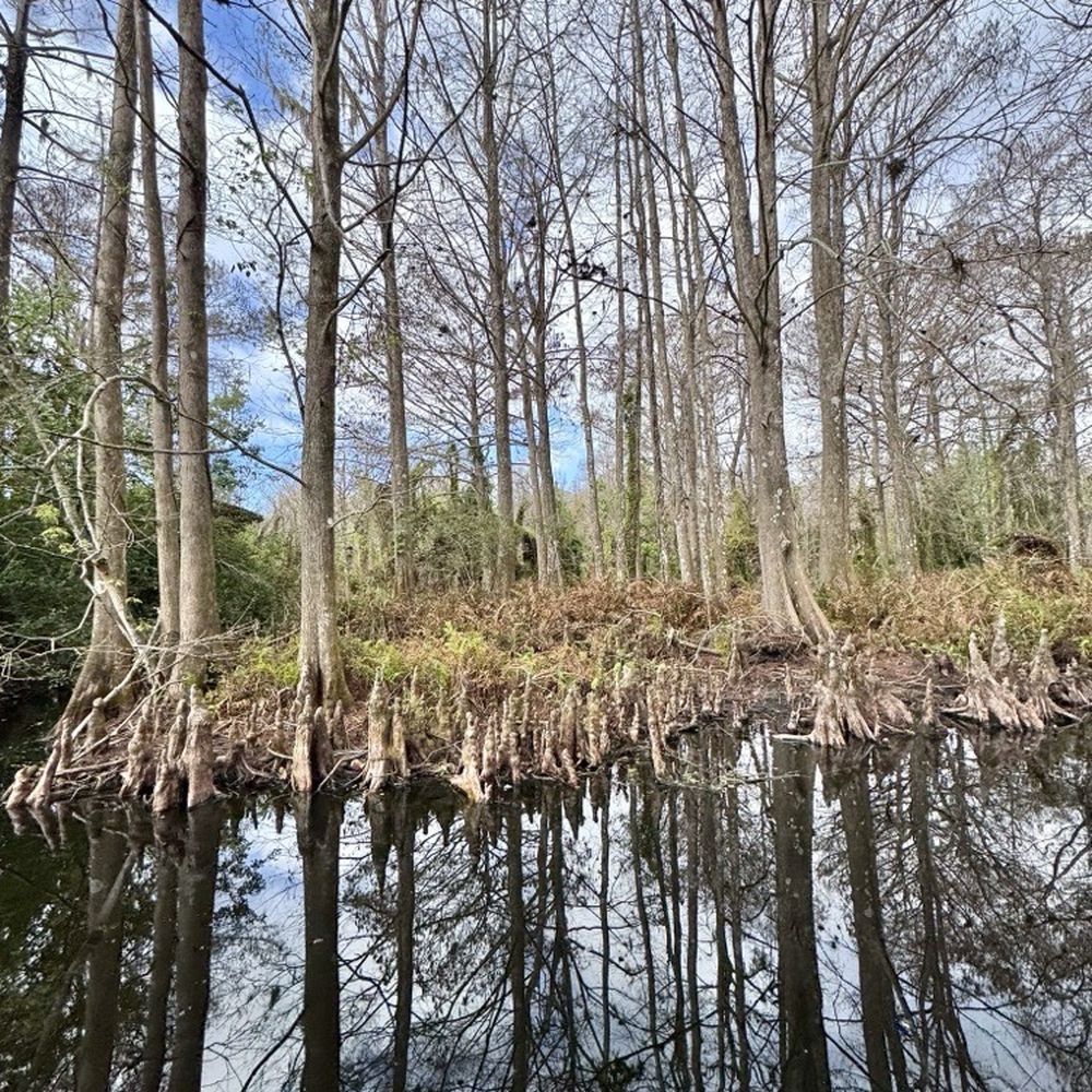 Airboat Wildlife Adventures - Beautiful scenery - Boating Near Me - Sebring, Florida