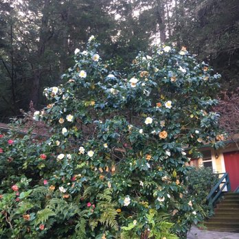 Fern Grove Cottages - Hotels Near Me - Guerneville, California Fern Grove Cottages - Hotels Near Me - Guerneville, California