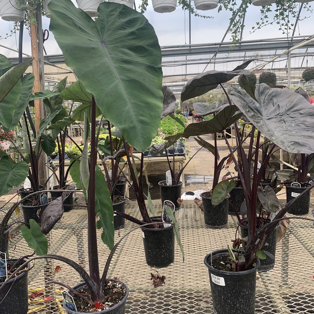 DeMonye's Greenhouse - Nurseries & Gardening Near Me - Columbus, Ohio DeMonye's Greenhouse - Nurseries & Gardening Near Me - Columbus, Ohio