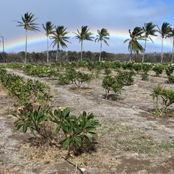 Maui Plumeria Gardens