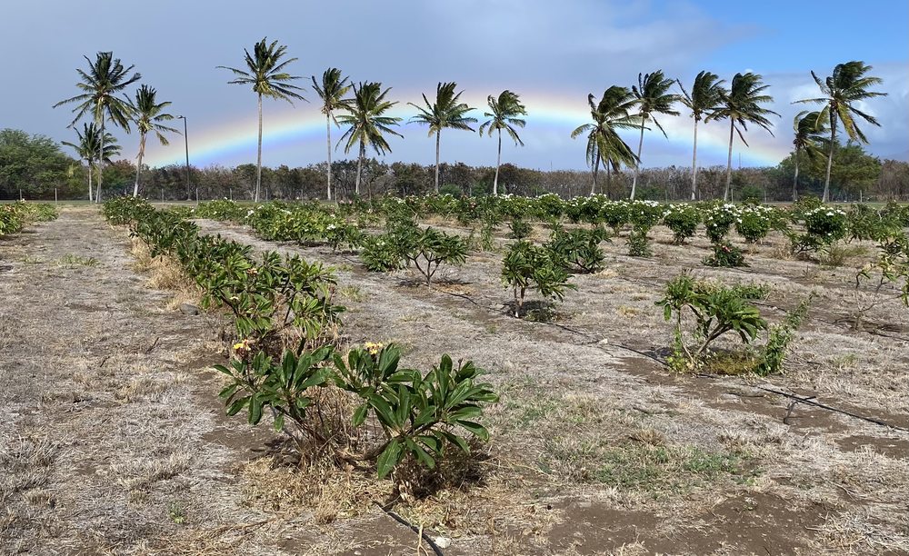 MAUI PLUMERIA GARDENS Updated September 2024 10 Photos 2500 HI30