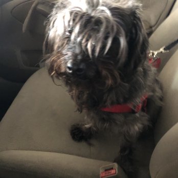 Classy Canine's Wiggle Rumps - Covid hair! Before Yoda's visit. - Pet Groomers Near Me - Castrovalley, California