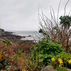 Mousehole