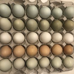 Piney Pig & Poultry Farm - Blue and green eggs from our Easter Eggers