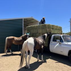 Lincoln Hay and Feed