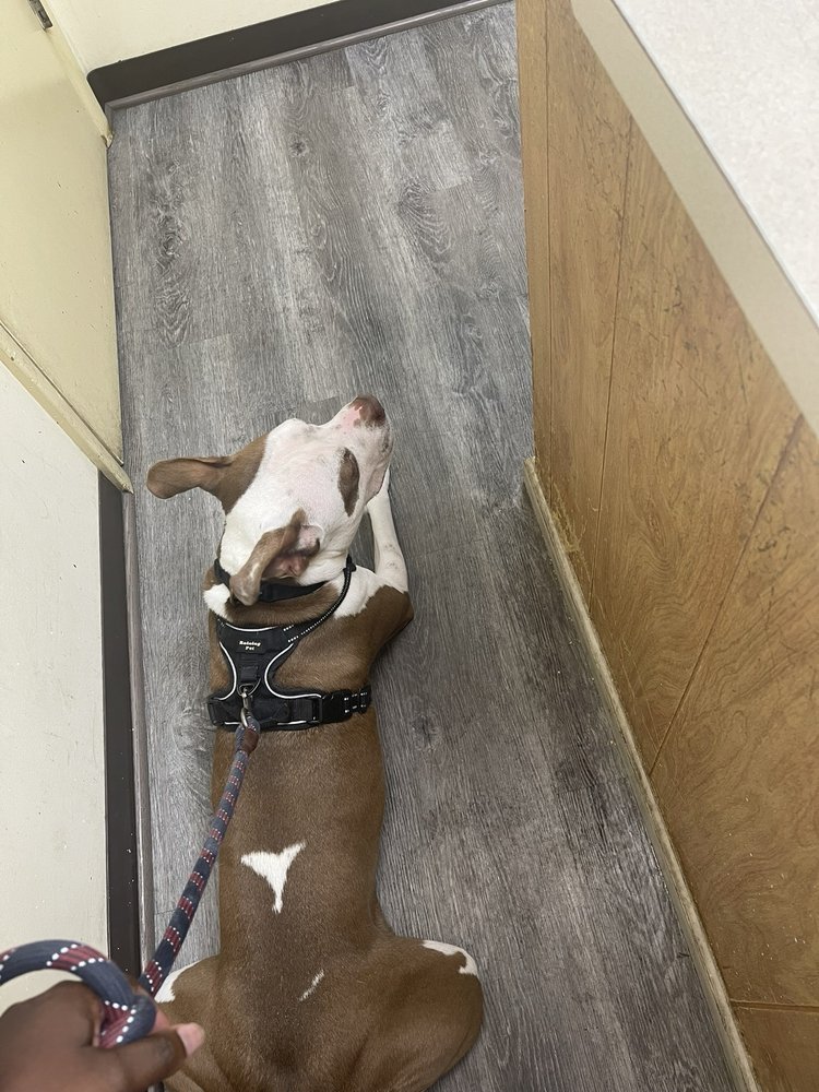 PET WELLNESS CLINIC Updated September 2024 12 Reviews 5017