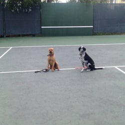 Dream Dog Academy