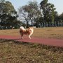 京士柏休憩花園