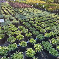 Chavez Garden Center - Perennials
