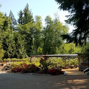 Downs'rhododendron Gardens - Many varieties of healthy rhodies are available for purchase either in plastic containers or packaged up for you as bare root take-aways. - Nurseries & Gardening Near Me - Olympia, Washington Downs'rhododendron Gardens - Many varieties of healthy rhodies are available for purchase either in plastic containers or packaged up for you as bare root take-aways. - Nurseries & Gardening Near Me - Olympia, Washington