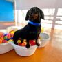 Lucy's Doggy Daycare and Spa