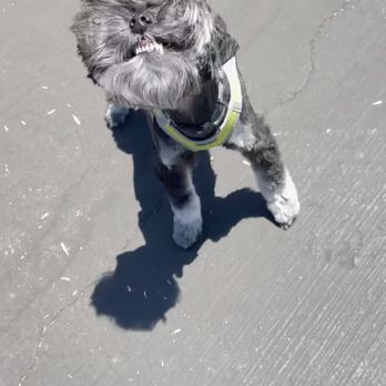 JPK9 - Before, that's not a smile that's bared teeth ready to bite. - Pet Training Near Me JPK9 - Before, that's not a smile that's bared teeth ready to bite. - Pet Training Near Me