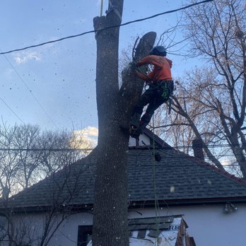 A1 Tree & Stump Removal - Our experts removed a dying ash tree. - Tree Services Near Me A1 Tree & Stump Removal - Our experts removed a dying ash tree. - Tree Services Near Me
