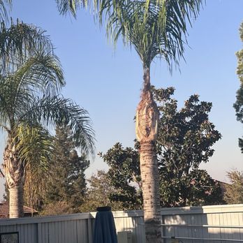 New Era Tree Service - Tree Services Near Me