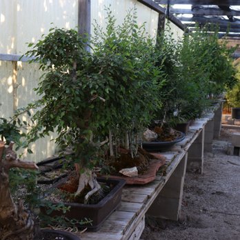 Kims Bonsai Nursery - Nurseries & Gardening Near Me - Phelan, California
