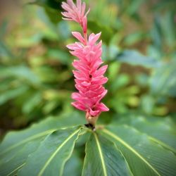 Kilauea Lighthouse - Beautiful plants all around