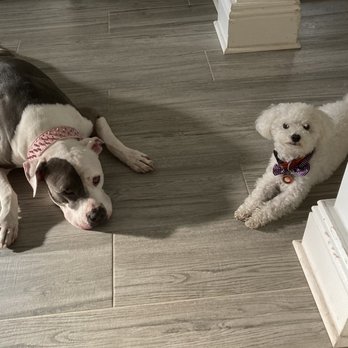 Miss Emily's Bed & Biscuit - My puppies. They wont allow my Pitbull because she is "Too Big". But allow other large breeds. They Breed discriminate. - Pet Sitting Near Me - Orlando, Florida Miss Emily's Bed & Biscuit - My puppies. They wont allow my Pitbull because she is "Too Big". But allow other large breeds. They Breed discriminate. - Pet Sitting Near Me - Orlando, Florida