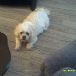 All Bout Cats & Dogs Pet Resort - Sarah loves sleeping anywhere and anytime