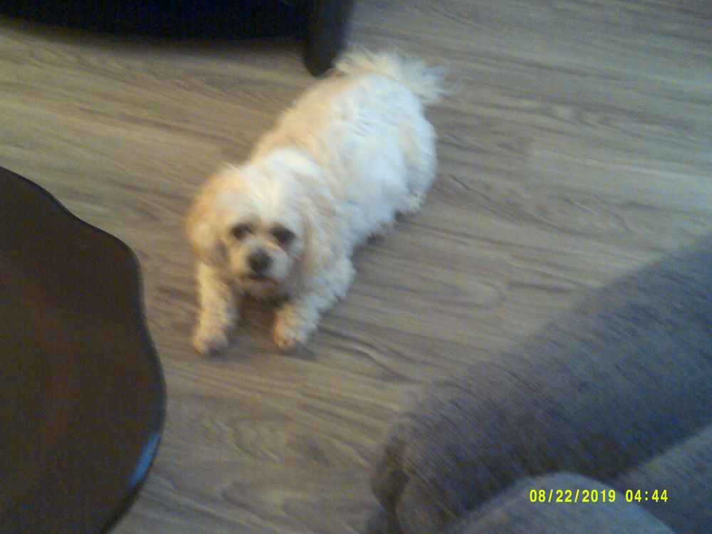 ALL BOUT CATS & DOGS PET RESORT Updated August 2024 810 SE 137th St