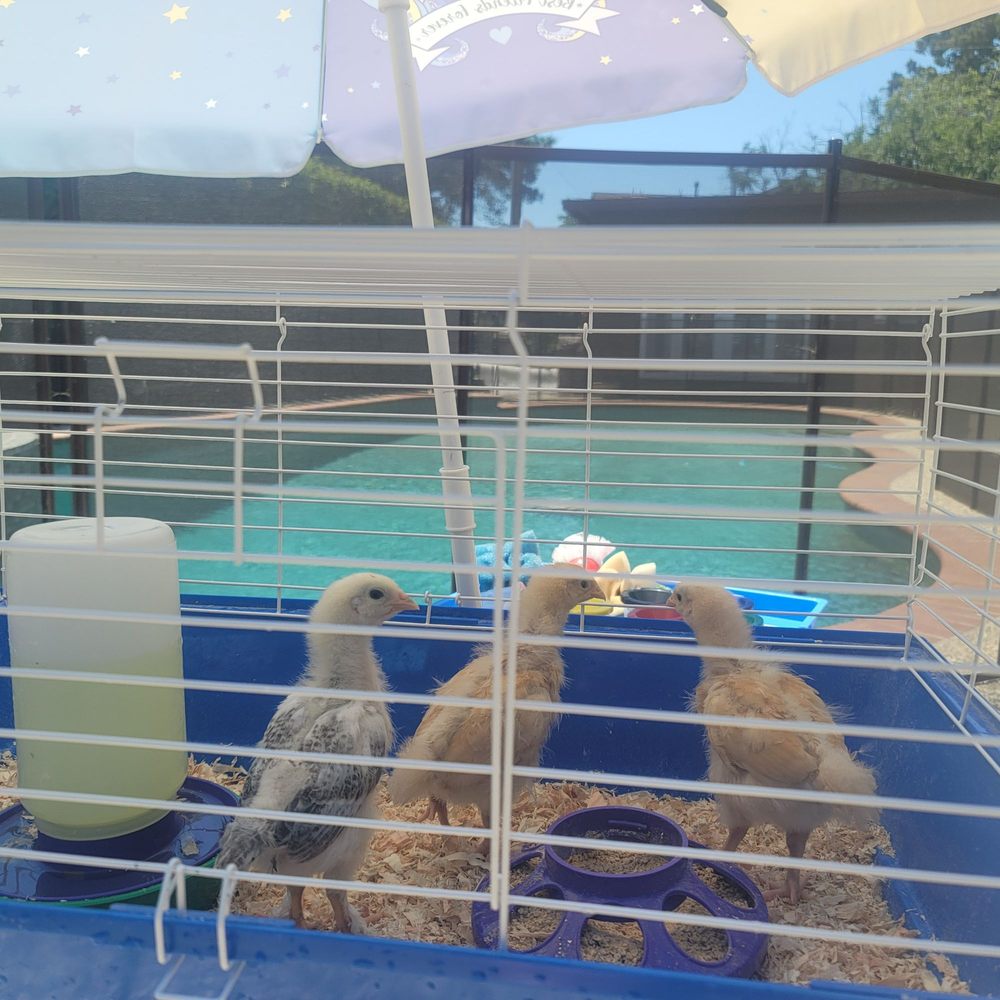 Peninsula Feed Store - Lucky chicks :D - Livestock Feed & Supply Near Me - Redwood, California Peninsula Feed Store - Lucky chicks :D - Livestock Feed & Supply Near Me - Redwood, California
