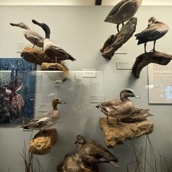 Field Museum - Museums Near Me - Chicago, Illinois