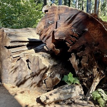 Calaveras Big Trees State Park - Parks Near Me - Arnold, California