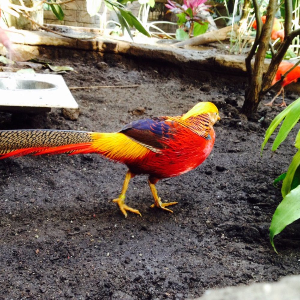Bird Kingdom - Golden pheasant looking for something to eat.   Beautiful creatures. - Zoos Near Me - Niagara Falls, Ontario