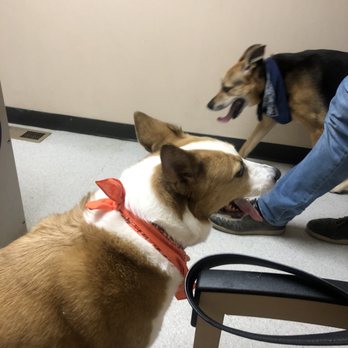 VCA Bellevue Veterinary Hospital - Checkup for senior dog with anxiety. - Veterinarians Near Me - Bellevue, Washington VCA Bellevue Veterinary Hospital - Checkup for senior dog with anxiety. - Veterinarians Near Me - Bellevue, Washington
