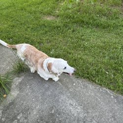 E-Z Dog Park & Boarding - Walking
