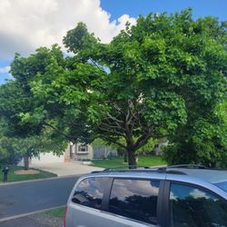 Top Rite Tree