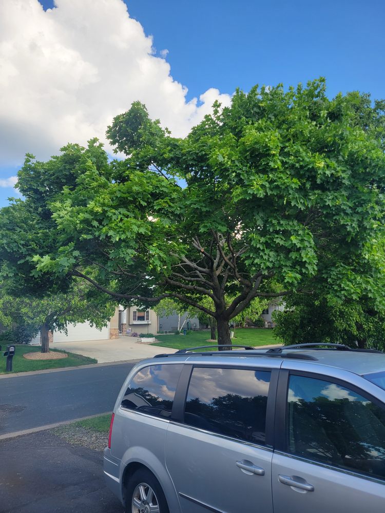 TOP RITE TREE - Updated February 2026 - 34 Photos - Prior Lake ...