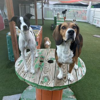 BratPak Dog Kamp - Pet Training Near Me - Livermore, California BratPak Dog Kamp - Pet Training Near Me - Livermore, California
