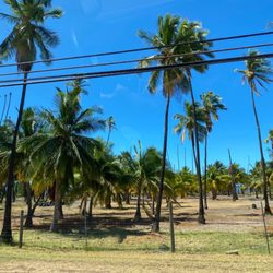 Kapuaiwa Coconut Grove