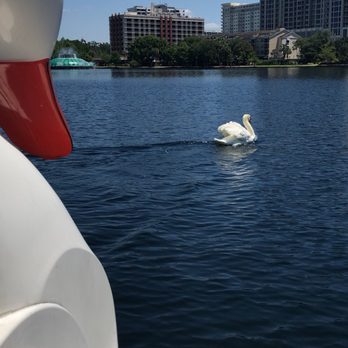 Swan Boat Rentals - Boating Near Me - Orlando, Florida Swan Boat Rentals - Boating Near Me - Orlando, Florida