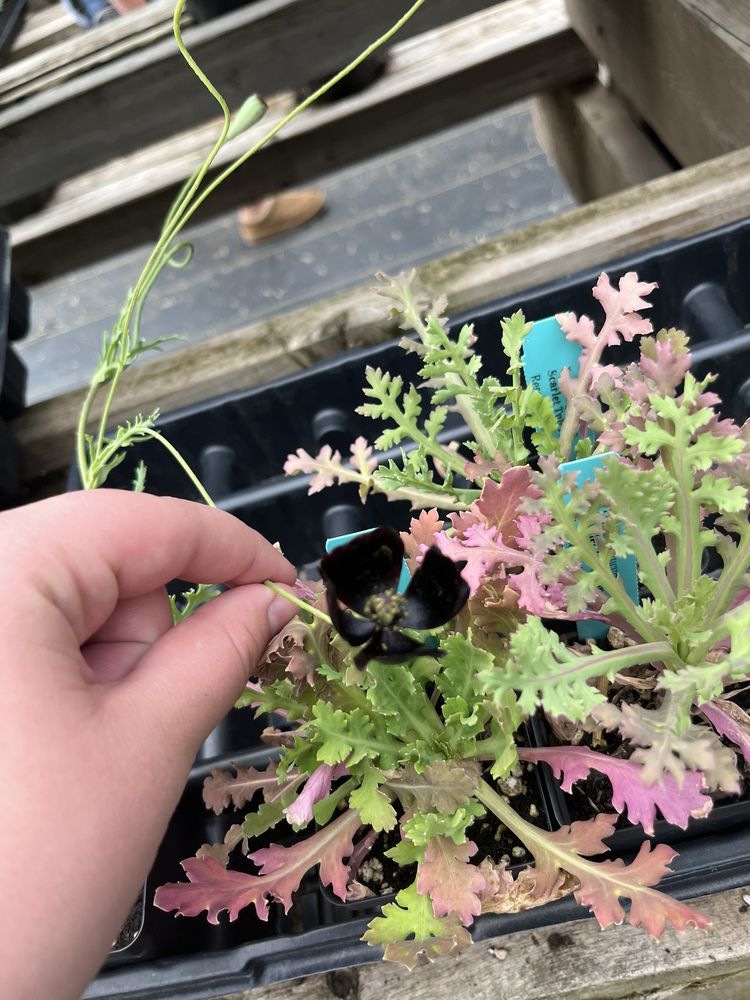 Harlequin's Gardens - beekeeping in Boulder, CO