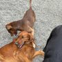 Photo of Bed and Biscuit of Ithaca - Country Club for Dogs & Cats
