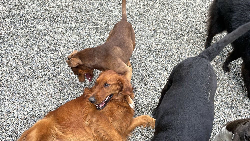 BED AND BISCUIT OF ITHACA COUNTRY CLUB FOR DOGS & CATS Updated