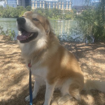 Anything is Pawzible - Loki enjoying his walks and taking a break from his training session - Pet Training Near Me